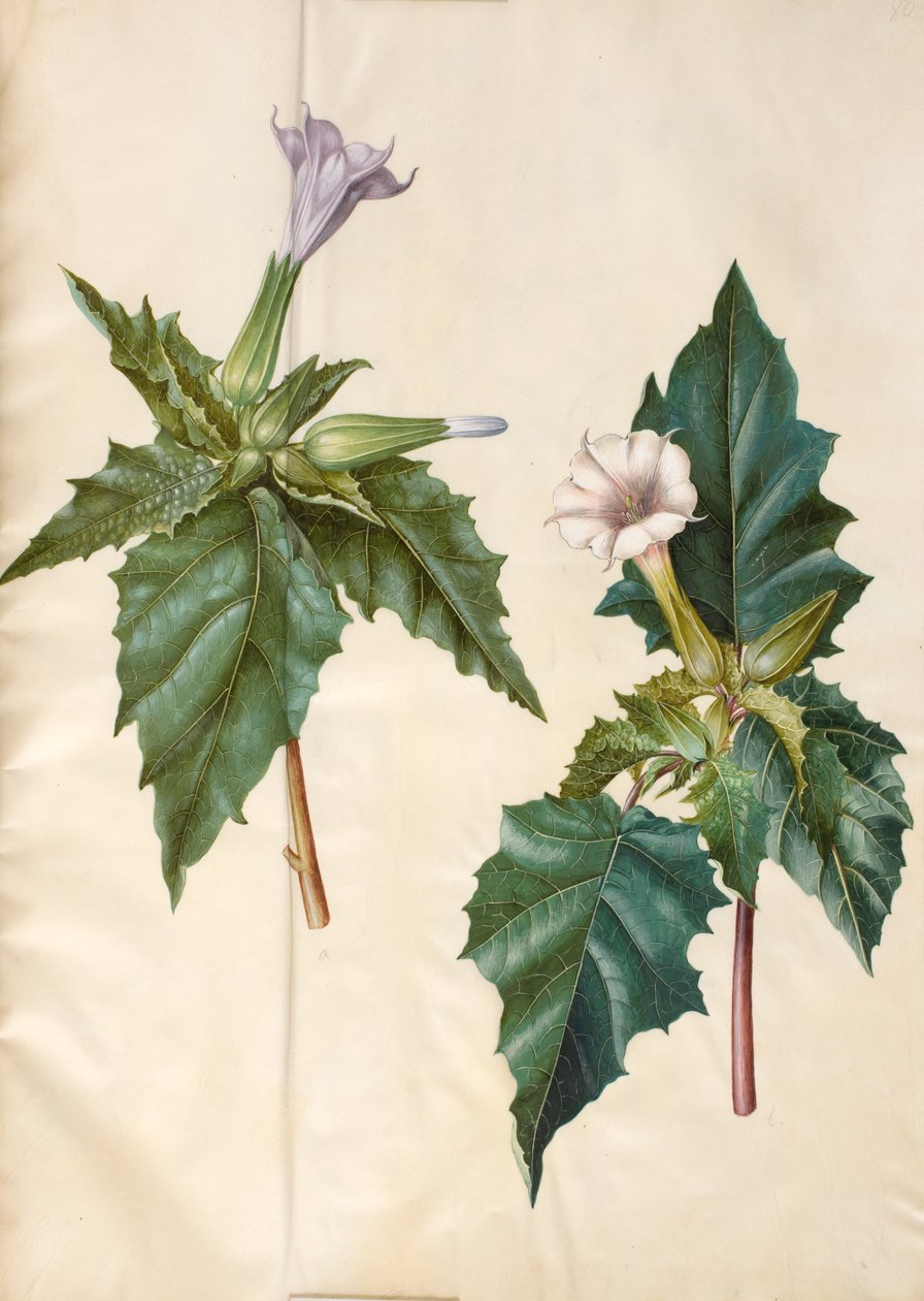 Datura stramonium (maçã avenca comum) de Hans Simon Holtzbecker
