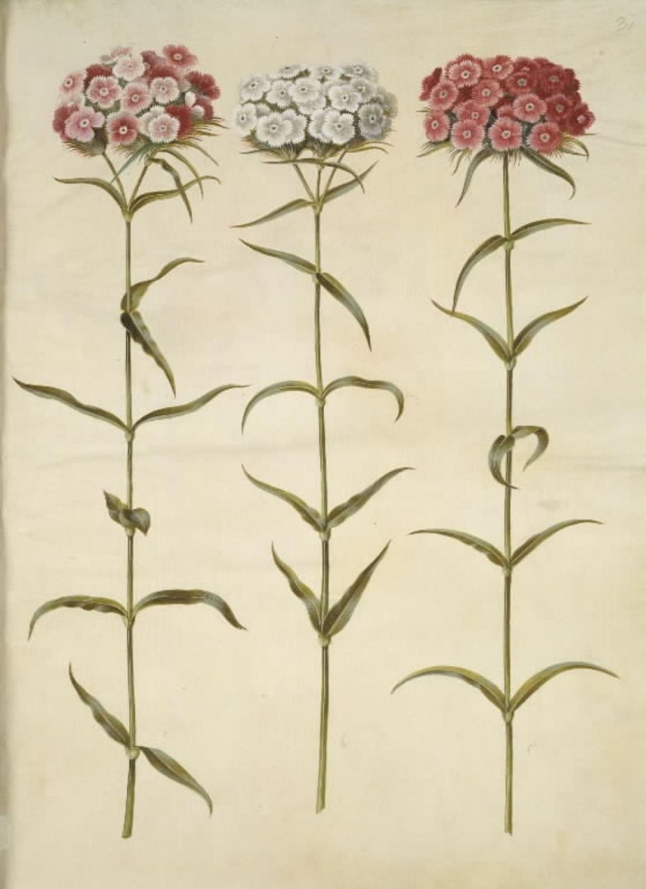 Dianthus barbatus (cravo estudante) de Hans Simon Holtzbecker
