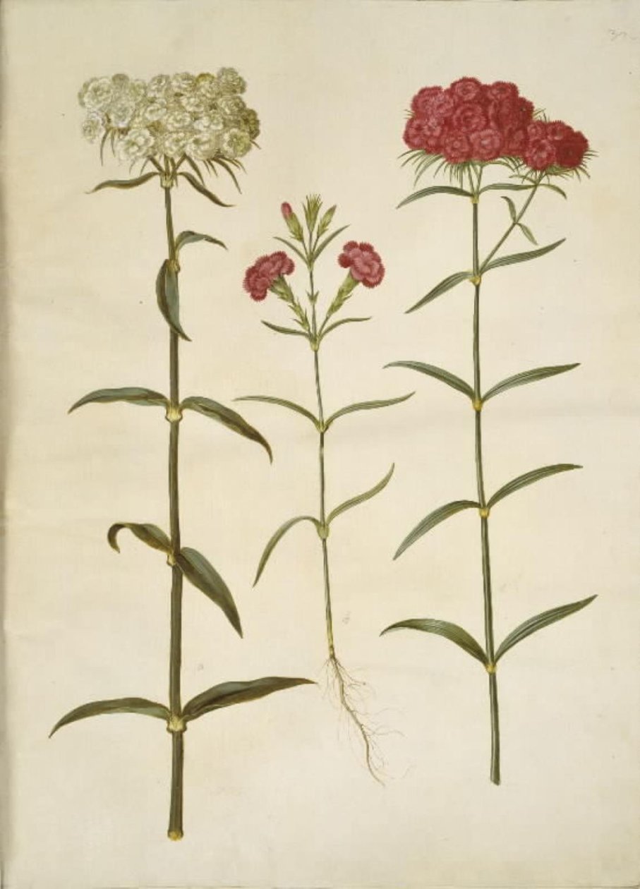 Dianthus barbatus (cravo estudante); Dianthus (espécie de cravo) de Hans Simon Holtzbecker