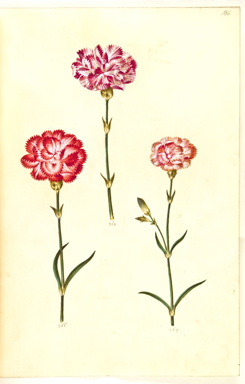 Dianthus caryophyllus (cravo de jardim) de Hans Simon Holtzbecker