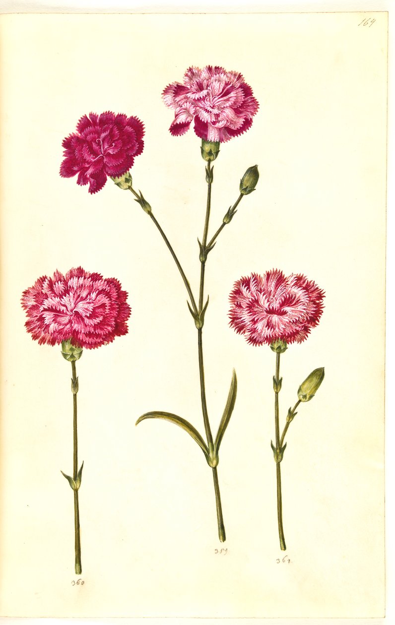 Dianthus caryophyllus (cravo de jardim) de Hans Simon Holtzbecker