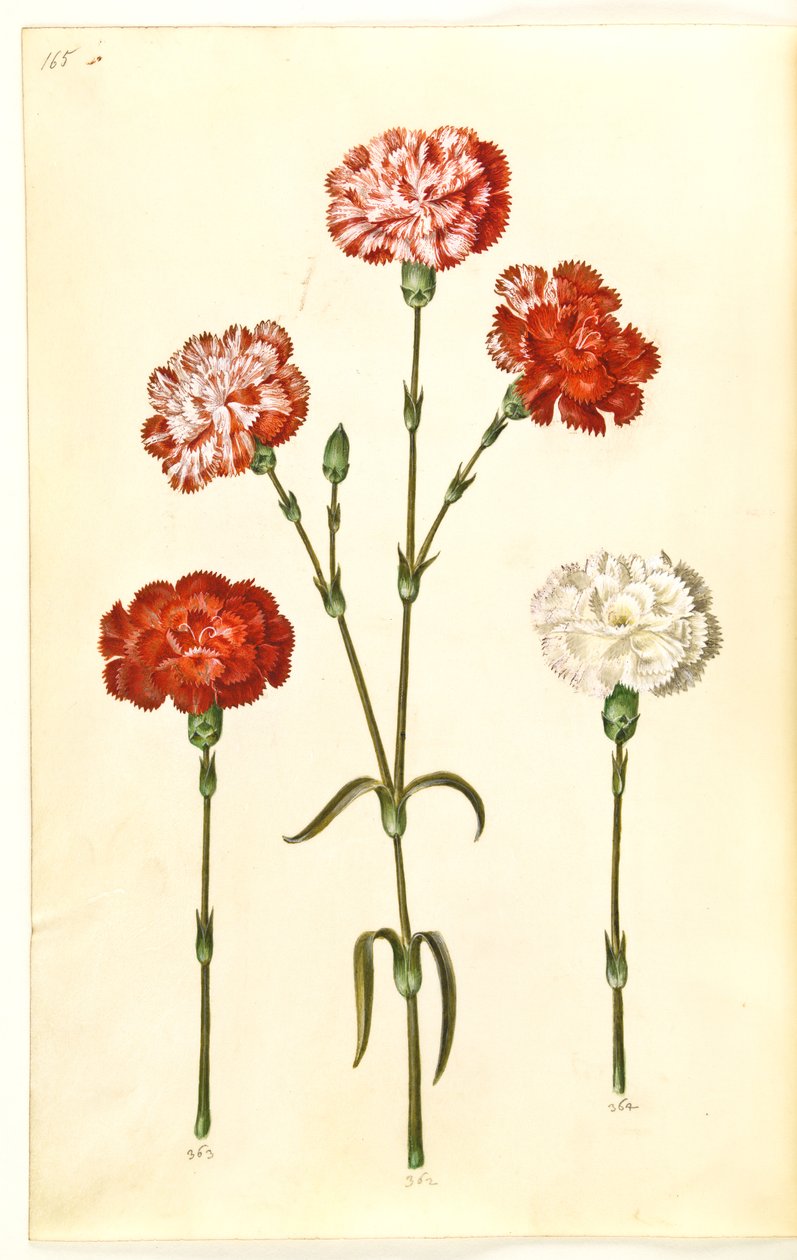 Dianthus caryophyllus (cravo de jardim) de Hans Simon Holtzbecker