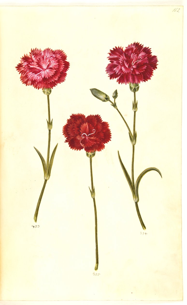 Dianthus caryophyllus (cravo de jardim) de Hans Simon Holtzbecker
