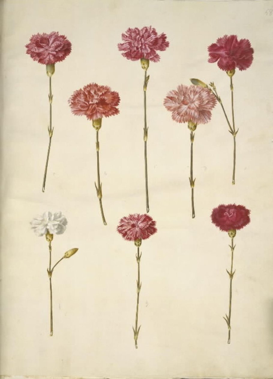 Dianthus caryophyllus (cravo de jardim) de Hans Simon Holtzbecker