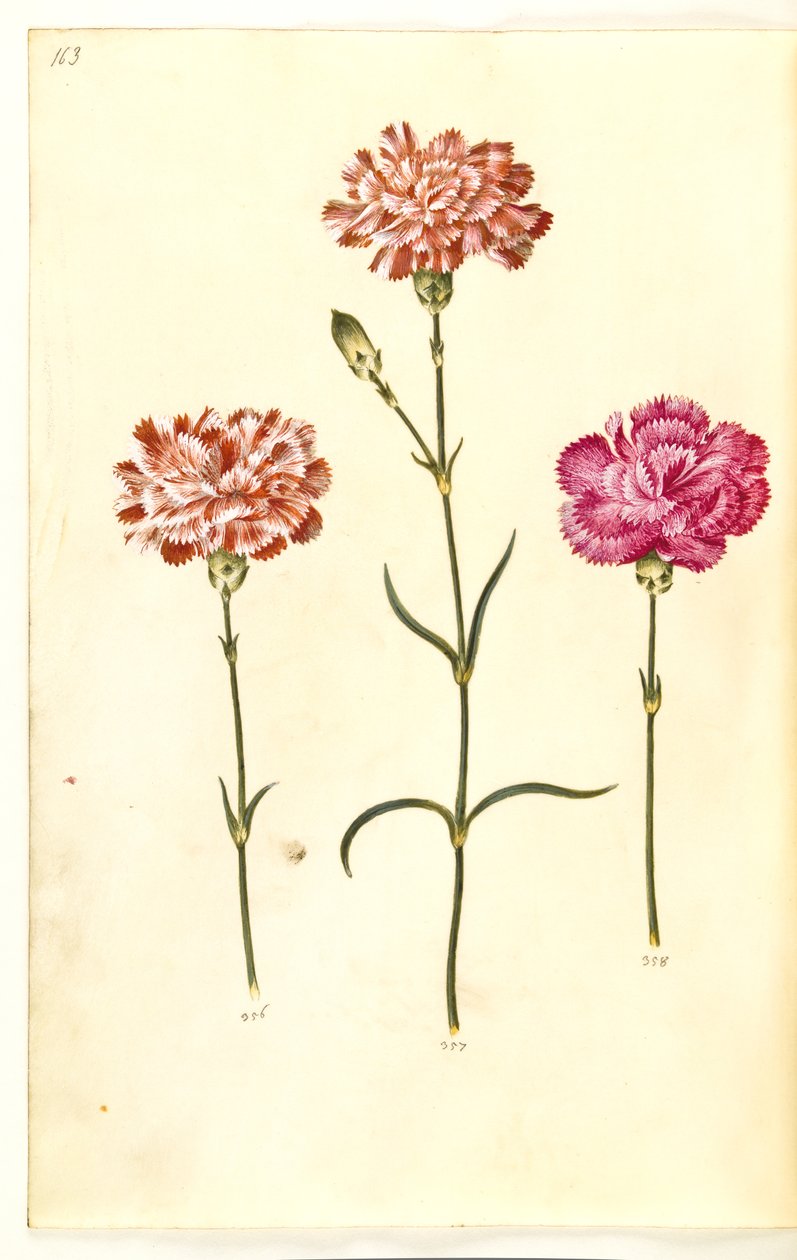 Dianthus caryophyllus (cravo de jardim) de Hans Simon Holtzbecker
