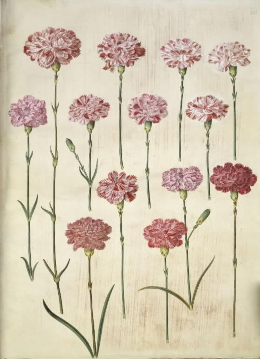 Dianthus caryophyllus (cravo de jardim) de Hans Simon Holtzbecker