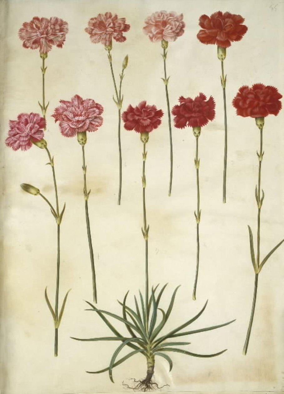 Dianthus caryophyllus (cravo de jardim) de Hans Simon Holtzbecker