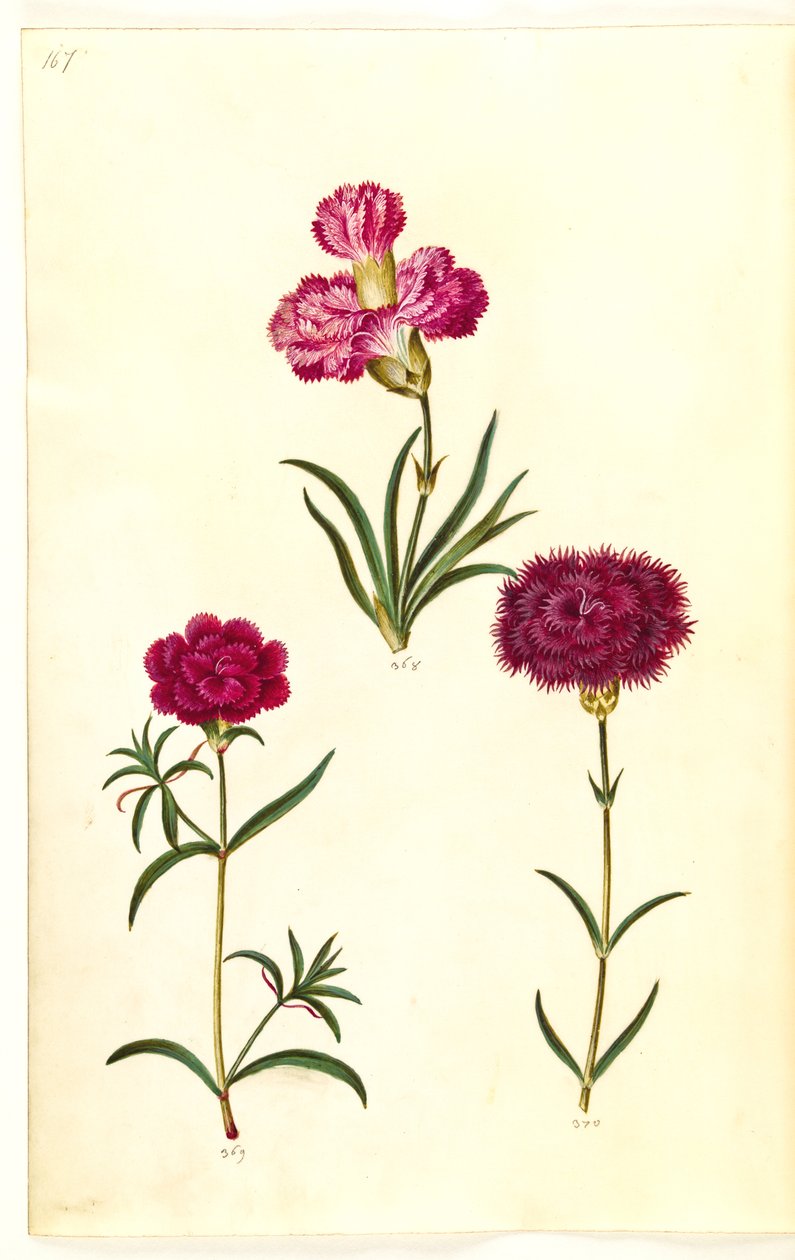 Dianthus caryophyllus (cravo de jardim) de Hans Simon Holtzbecker