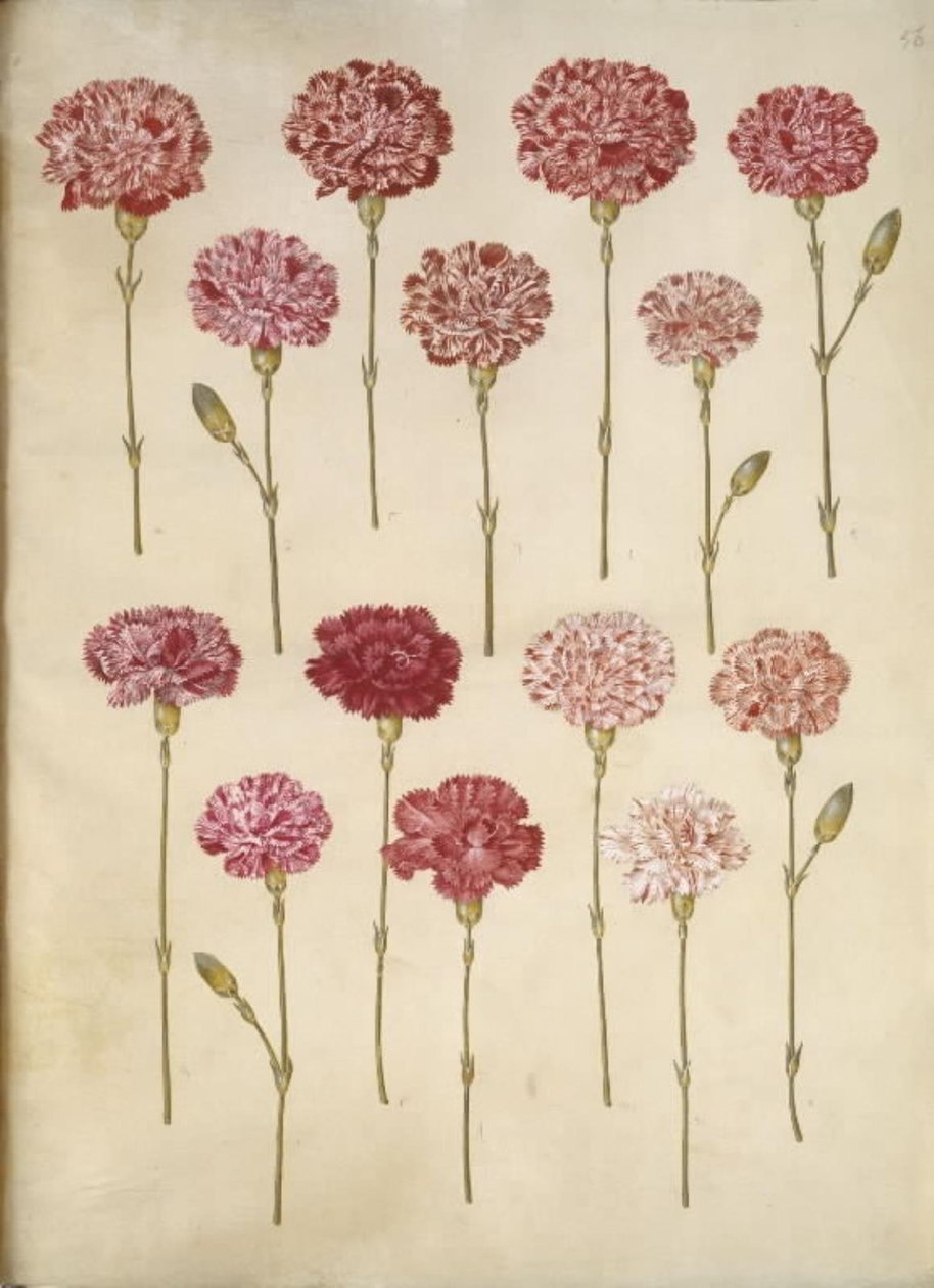 Dianthus caryophyllus (cravo de jardim) de Hans Simon Holtzbecker