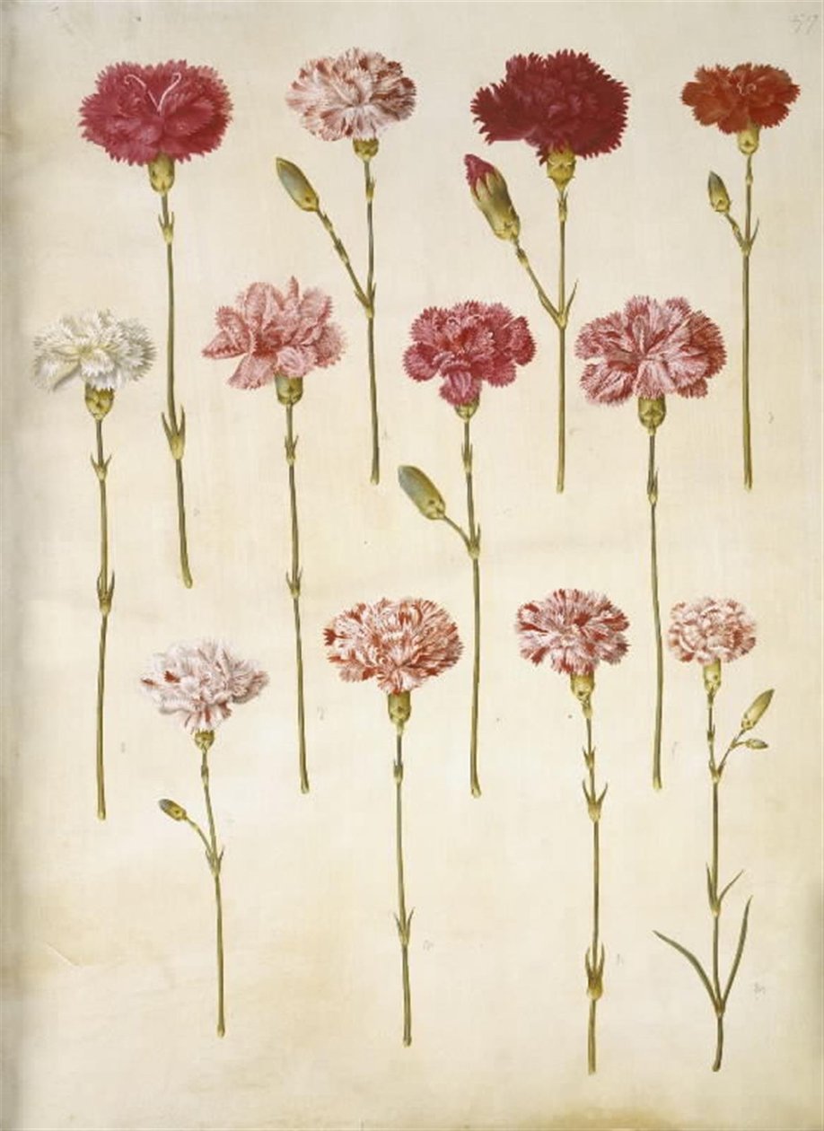 Dianthus caryophyllus (cravo de jardim) de Hans Simon Holtzbecker