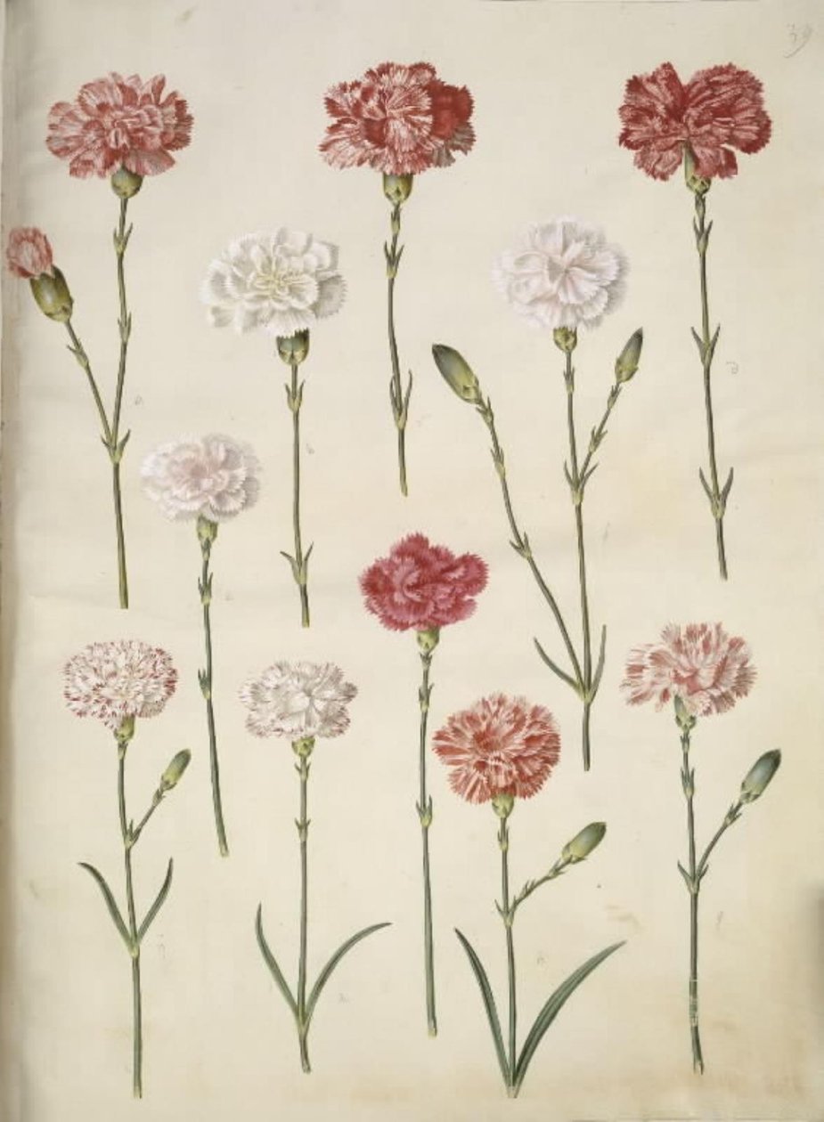 Dianthus caryophyllus (cravo de jardim) de Hans Simon Holtzbecker