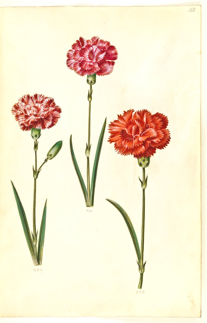 Dianthus caryophyllus (cravo de jardim) de Hans Simon Holtzbecker
