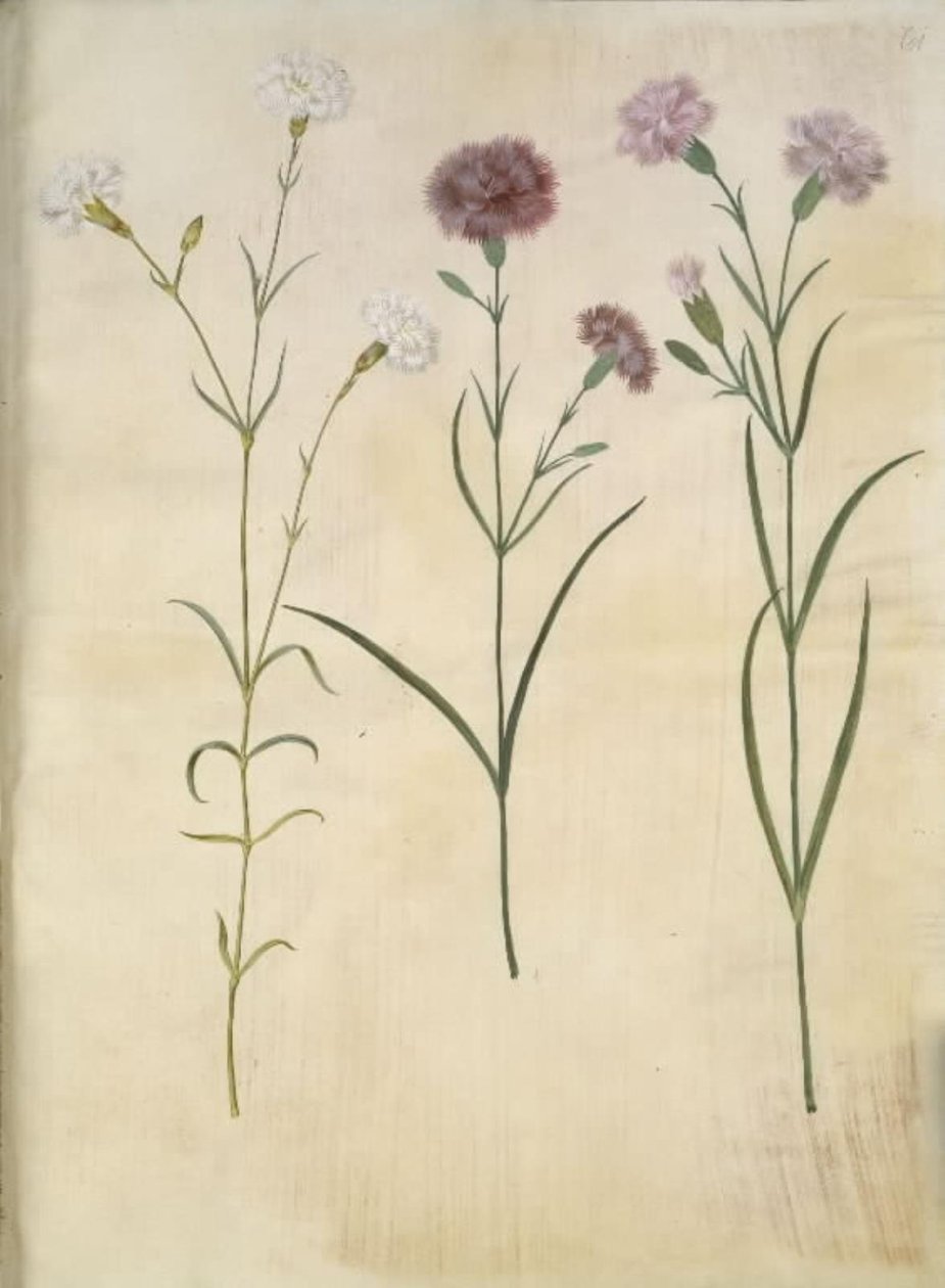 Dianthus plumarius (cravo de penas) de Hans Simon Holtzbecker