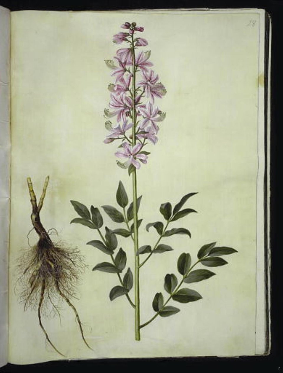 diktam branco (hvid diktam) de Hans Simon Holtzbecker