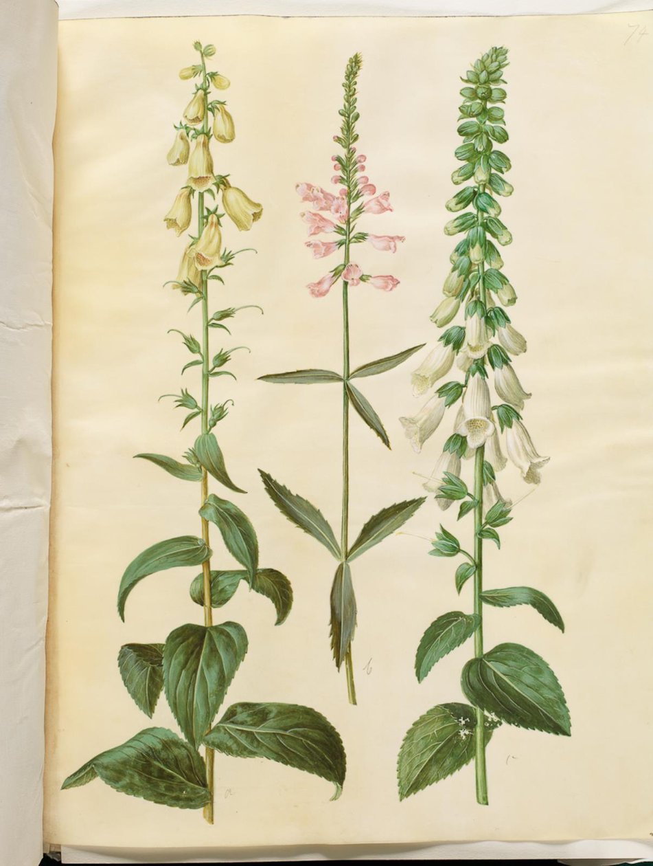 Digitalis grandiflora (dedaleira de flores grandes); Physostegia virginiana (Physostegia virginiana); Digitalis purpurea (dedaleira comum) de Hans Simon Holtzbecker