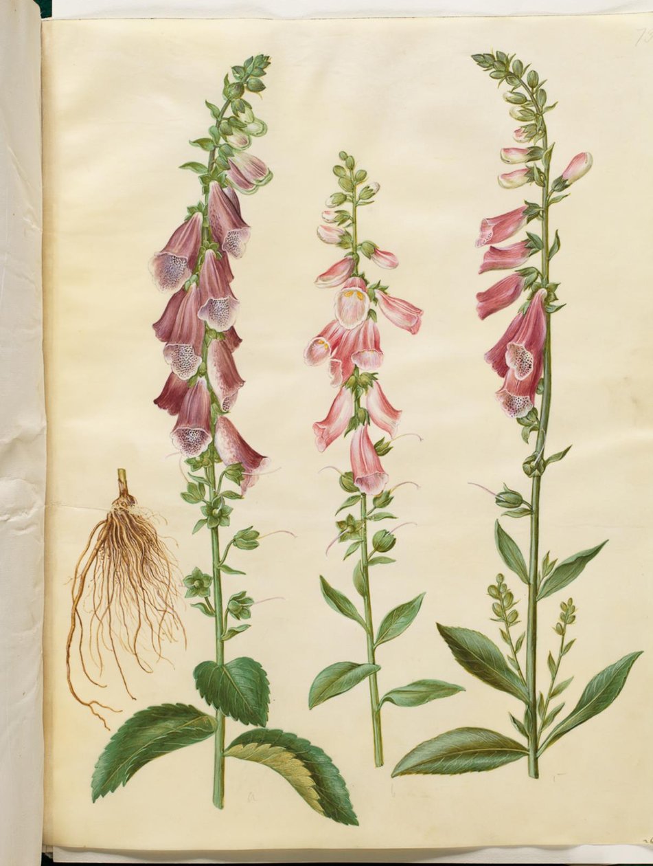 Digitalis purpurea (dedaleira comum) de Hans Simon Holtzbecker