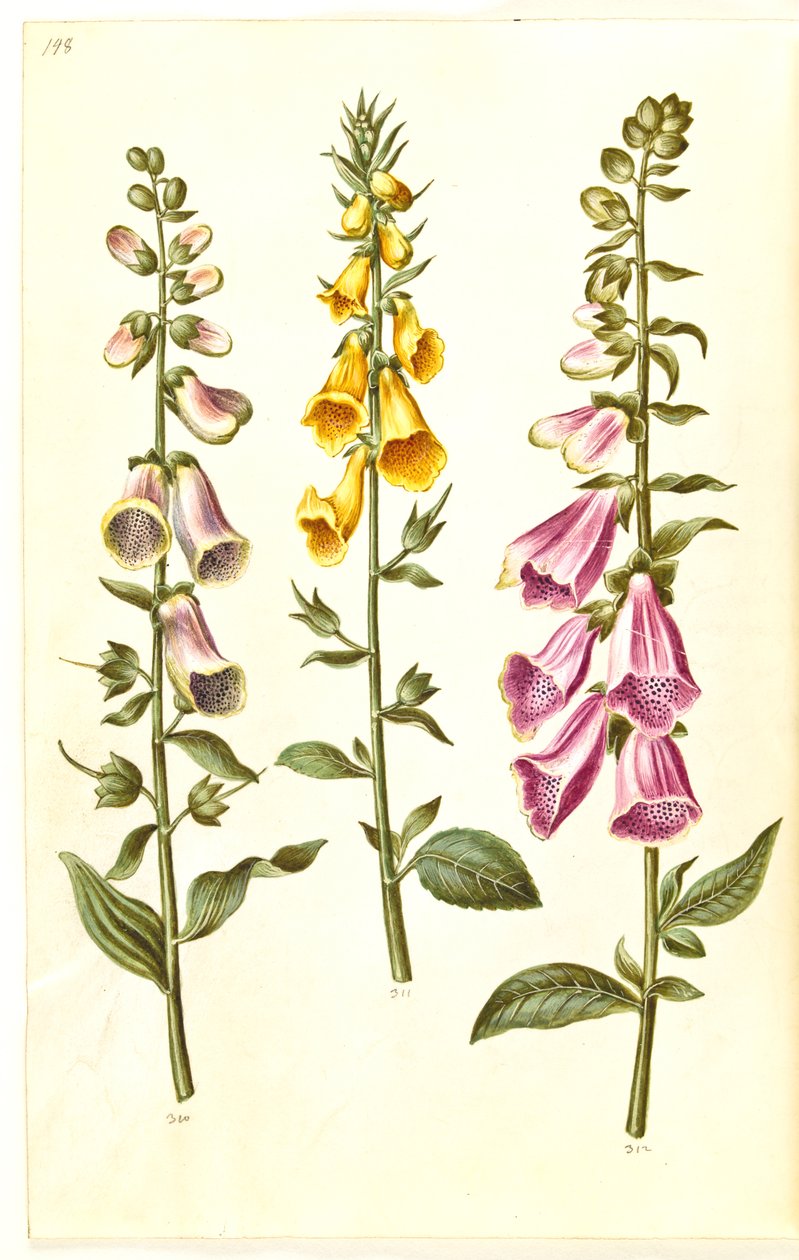 Digitalis purpurea (digitalis comum); Digitalis grandiflora (dedaleira de flores grandes) de Hans Simon Holtzbecker