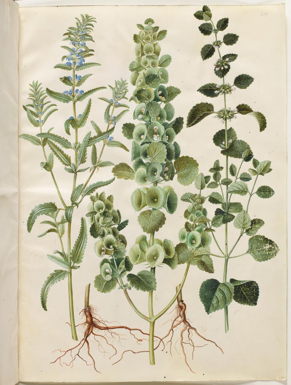 Dracocephalum moldavica (cabeça de dragão da Moldávia); Moluccella spinosa (torre copo funil); Melissa officinalis (erva-cidreira) de Hans Simon Holtzbecker