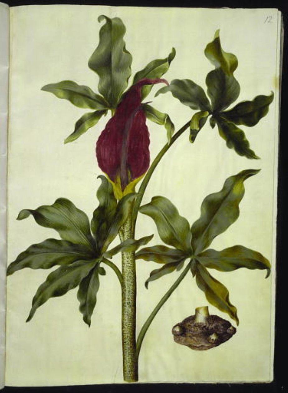 Dracunculus vulgaris (raiz de dragão comum) de Hans Simon Holtzbecker