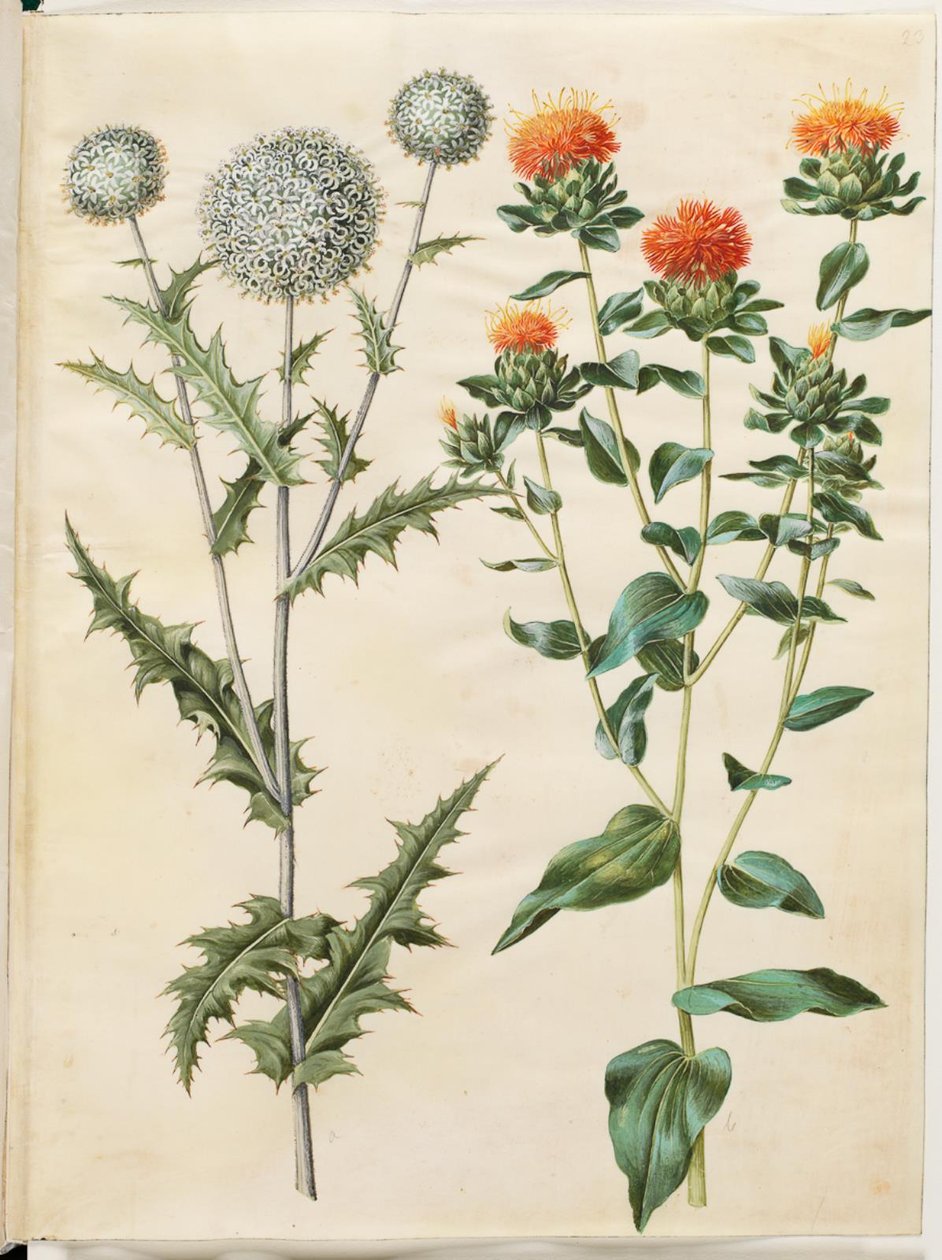 Echinops sphaerocephalus (almindelig tidselkugle); Tingimento de cártamo (gul saflortidsel) de Hans Simon Holtzbecker