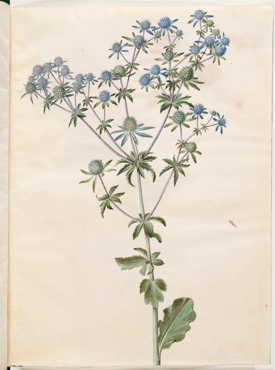 Eryngium plano (ter-mandstro) de Hans Simon Holtzbecker