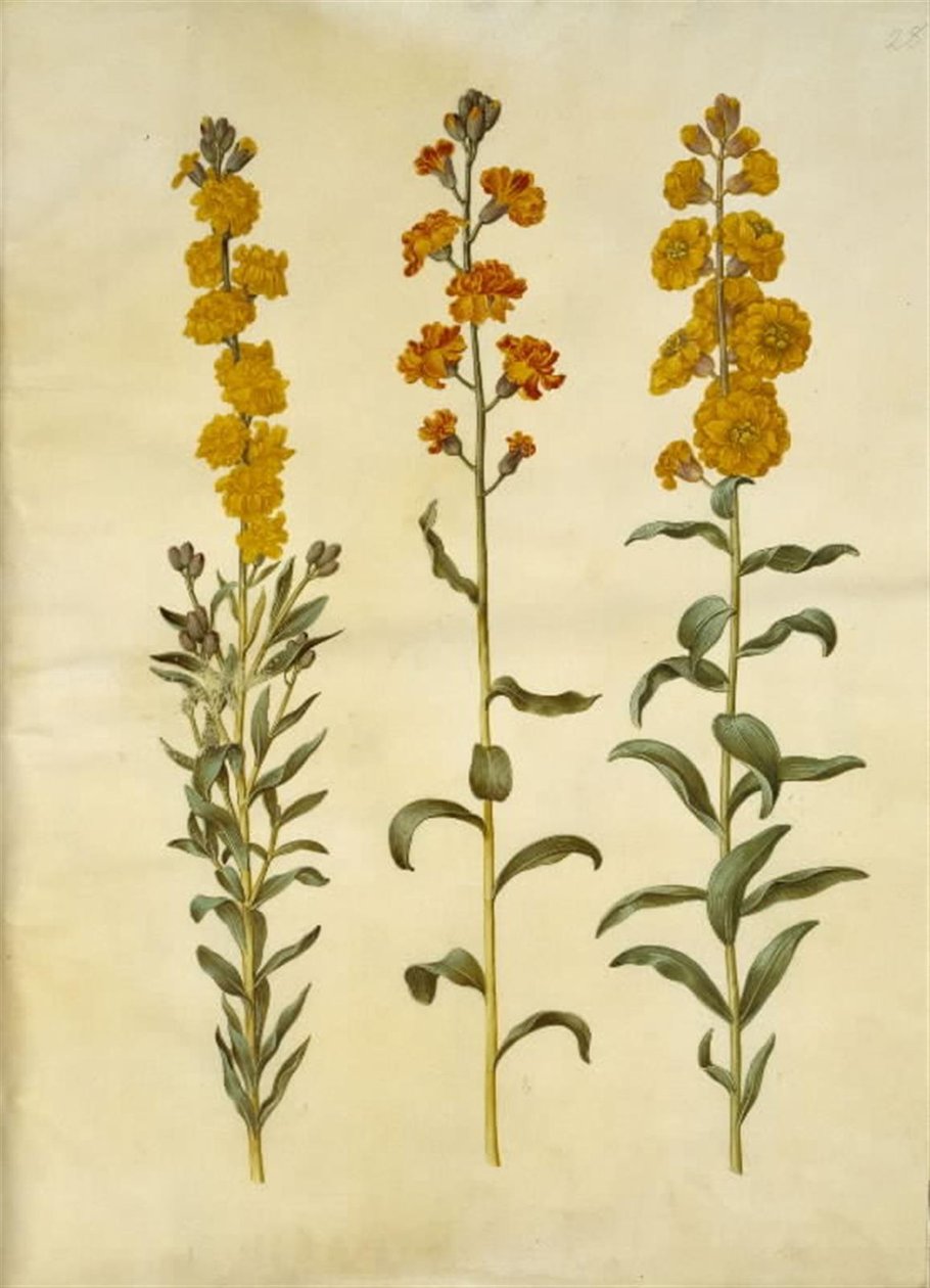 Mão de erisimo (gildenlac) de Hans Simon Holtzbecker