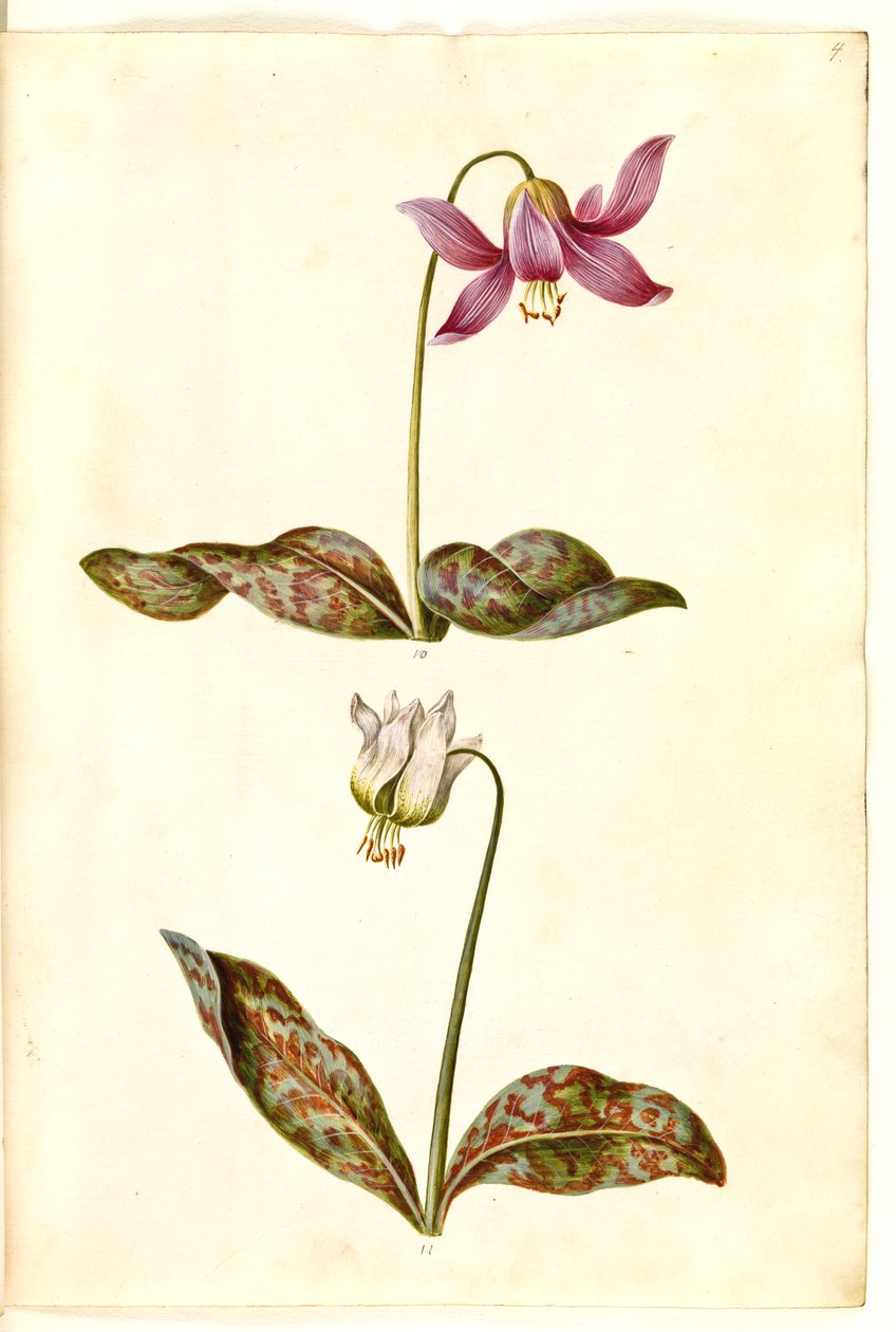 Erythronium dens-canis (dente de cachorro verdadeiro) de Hans Simon Holtzbecker