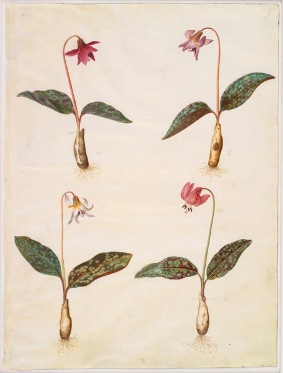 Erythronium dens-canis (dente de cachorro verdadeiro) de Hans Simon Holtzbecker
