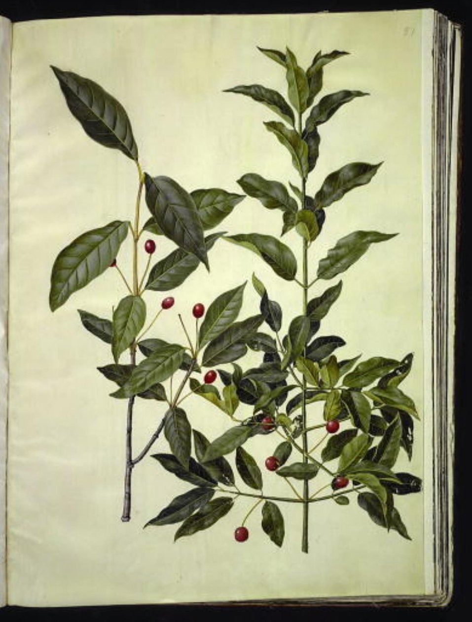 Euonymus latifolius (osso de folhas largas); Euonymus europaeus (bonewood comum) de Hans Simon Holtzbecker