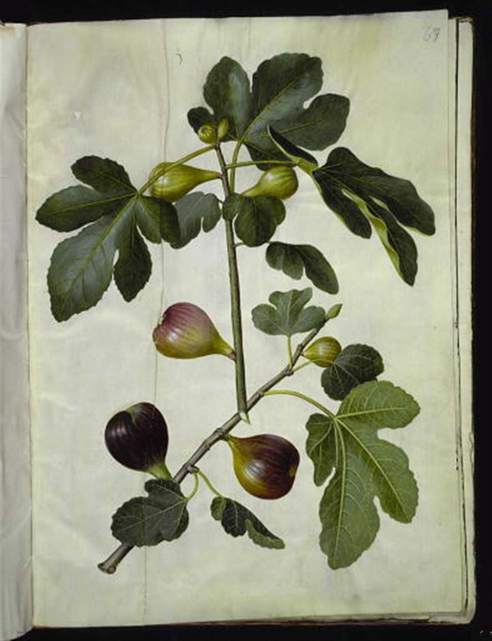 Ficus carica (almindelig figen) de Hans Simon Holtzbecker