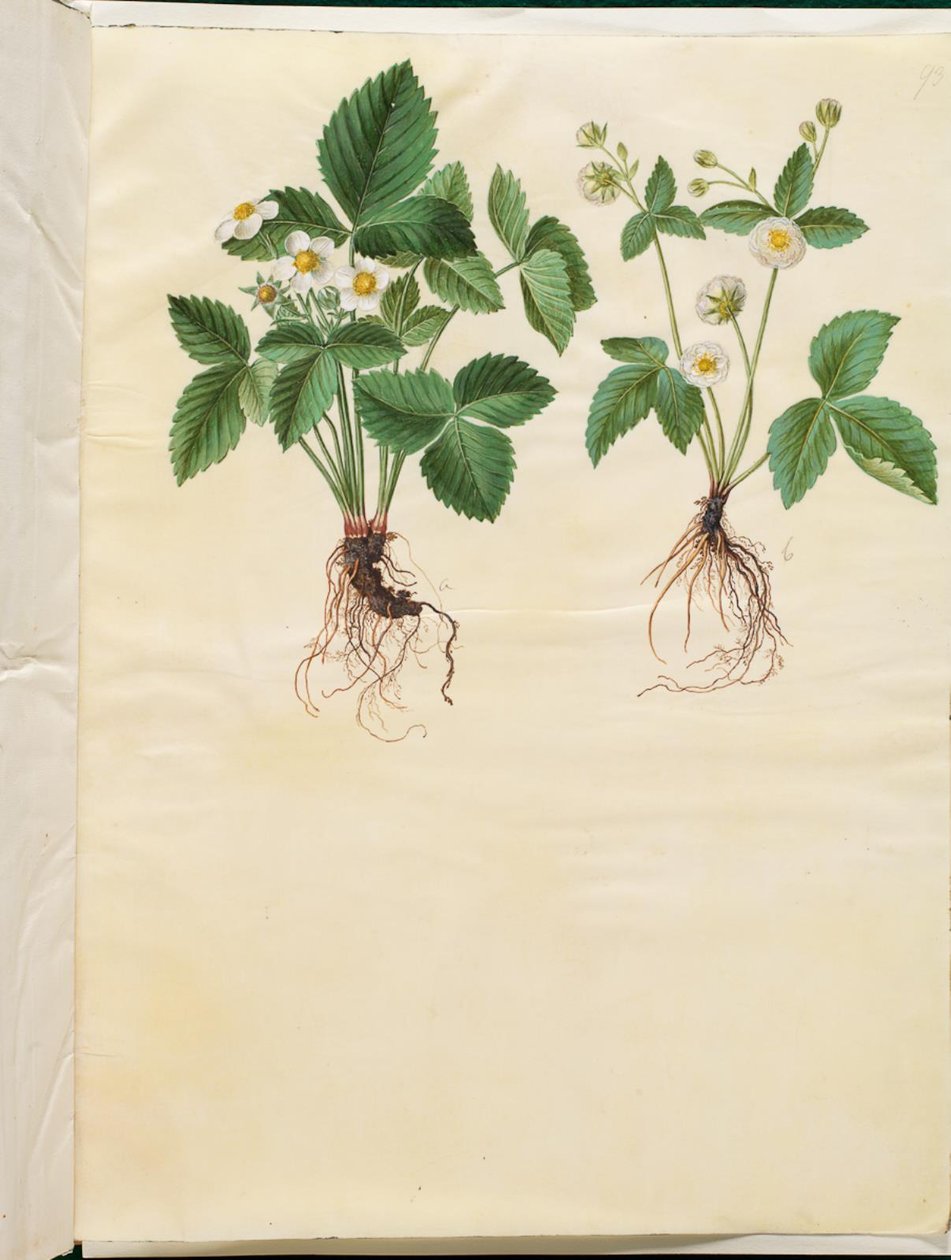 Fragaria vesca (morango da floresta) de Hans Simon Holtzbecker