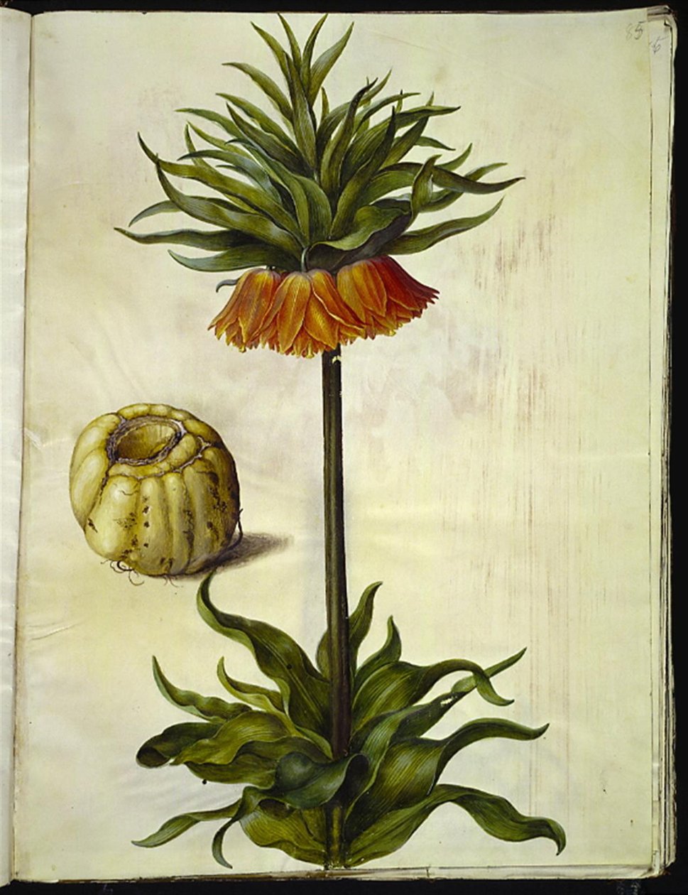 Fritillaria imperialis (imperador da coroa) de Hans Simon Holtzbecker