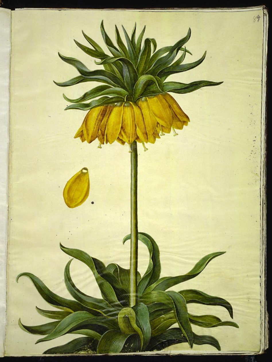 Fritillaria imperialis (imperador da coroa) de Hans Simon Holtzbecker