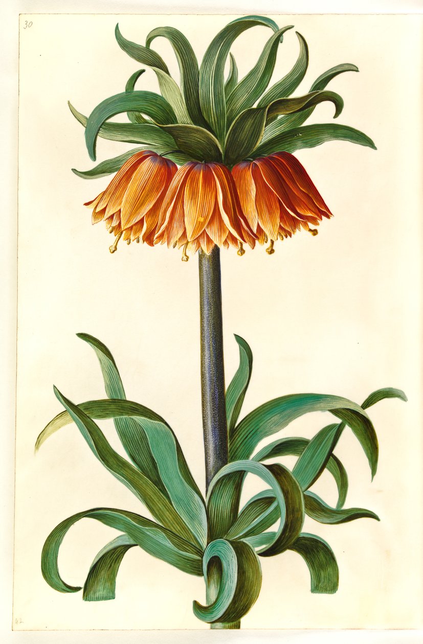 Fritillaria imperialis (imperador da coroa) de Hans Simon Holtzbecker