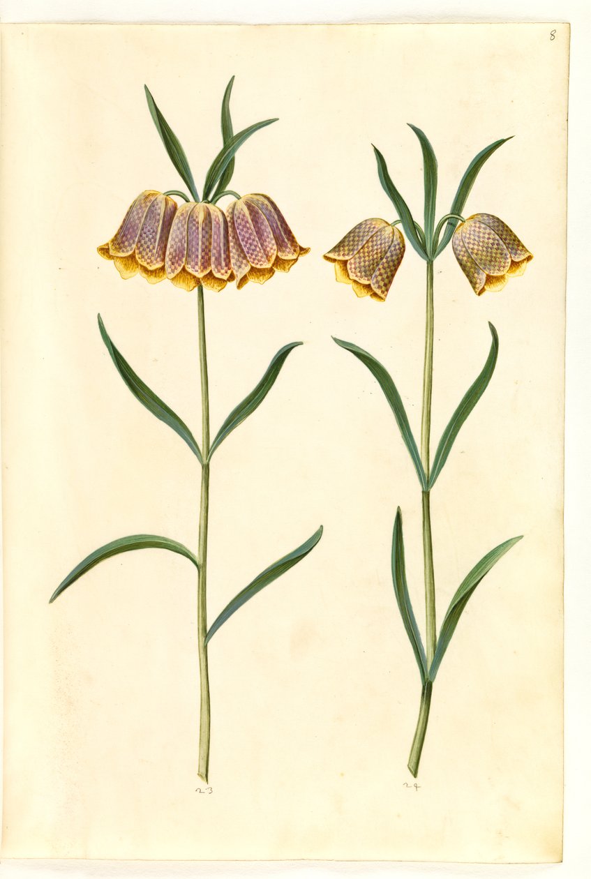 Fritillaria meleagris (ovo de víbora comum) de Hans Simon Holtzbecker