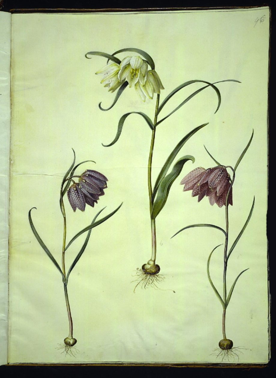 Fritillaria meleagris (ovo de víbora comum) de Hans Simon Holtzbecker