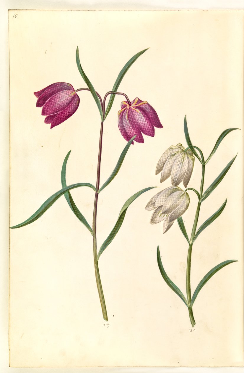Fritillaria meleagris (ovo de víbora comum) de Hans Simon Holtzbecker