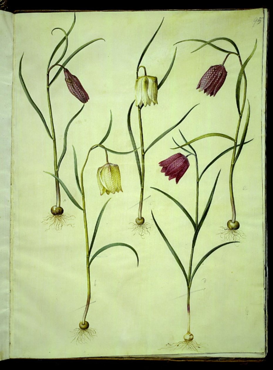 Fritillaria meleagris (ovo de víbora comum) de Hans Simon Holtzbecker