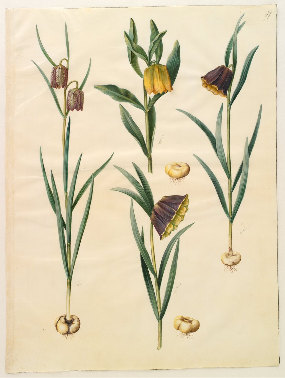 Fritillaria meleagris; Fritullaria lutea eller Fritullaria latifolia var lutea; Fritillaria pyrenaica de Hans Simon Holtzbecker