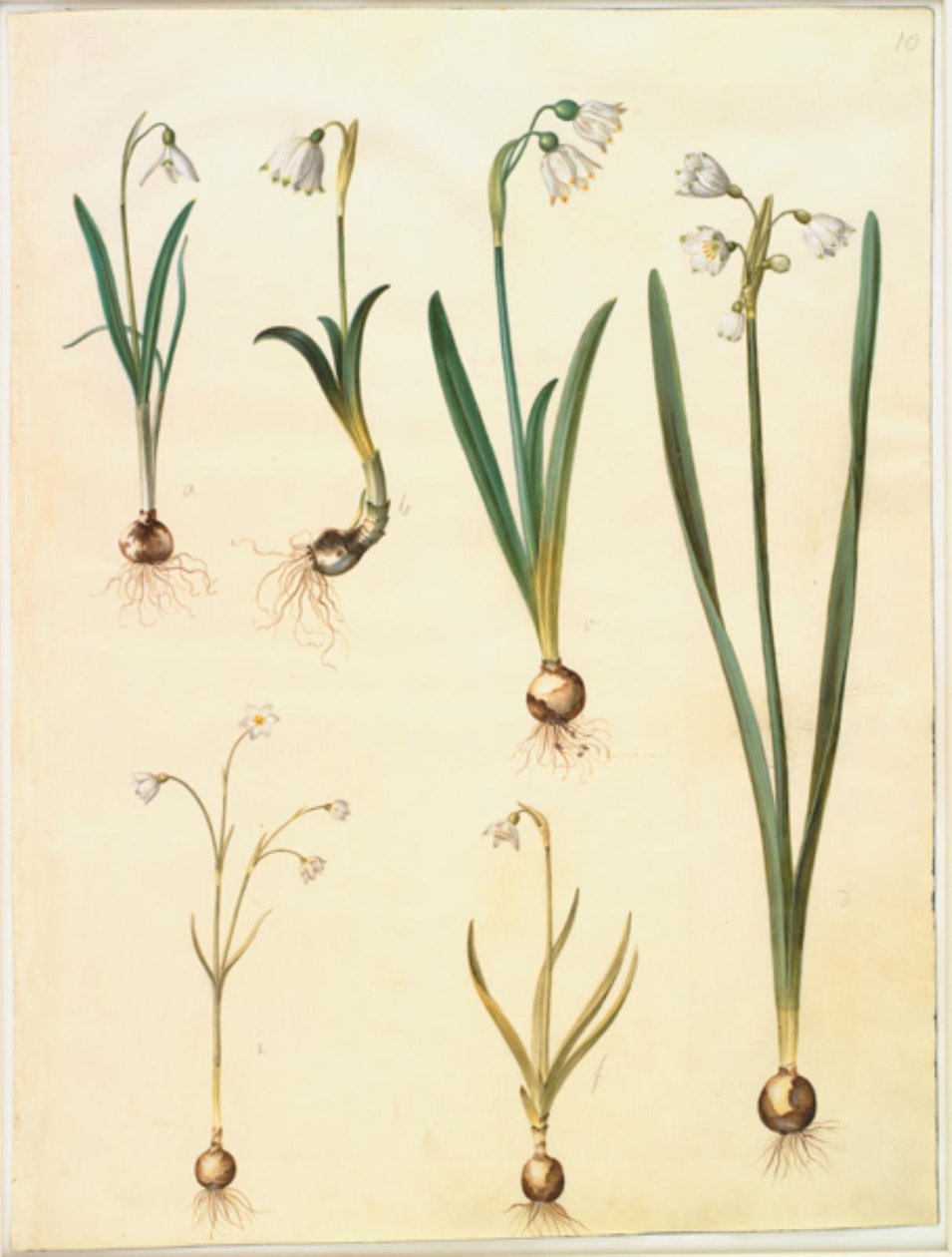 Galanthus nivalis (gota-de-neve comum); Leucojum vernum (lírio Dorotea); Leucojum aestivum (ameixa de verão); Leucojum autumnale (ameixa branca de outono) de Hans Simon Holtzbecker