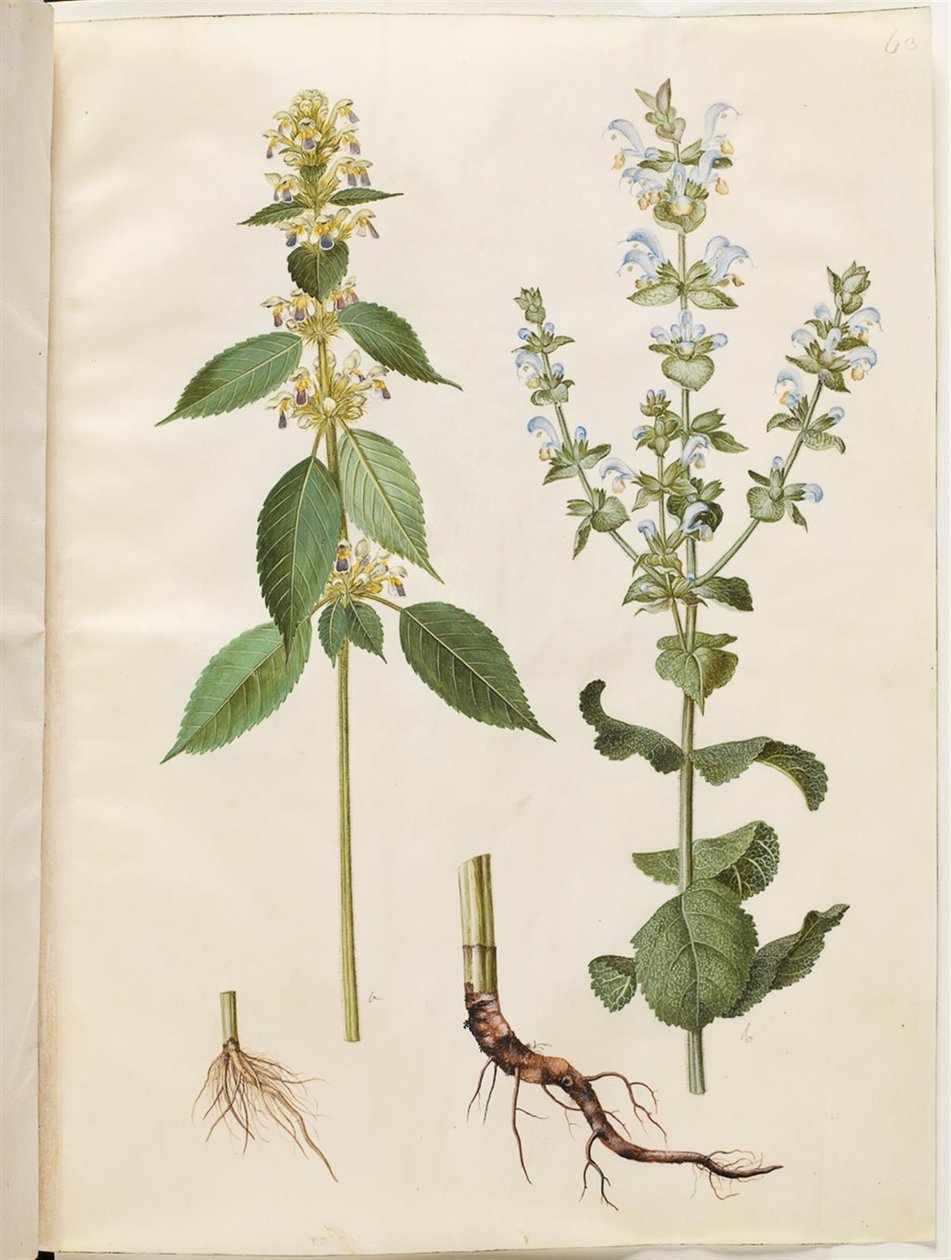 Galeopsis speciosa (barata de cânhamo); Salvia sclarea (sálvia variada) de Hans Simon Holtzbecker