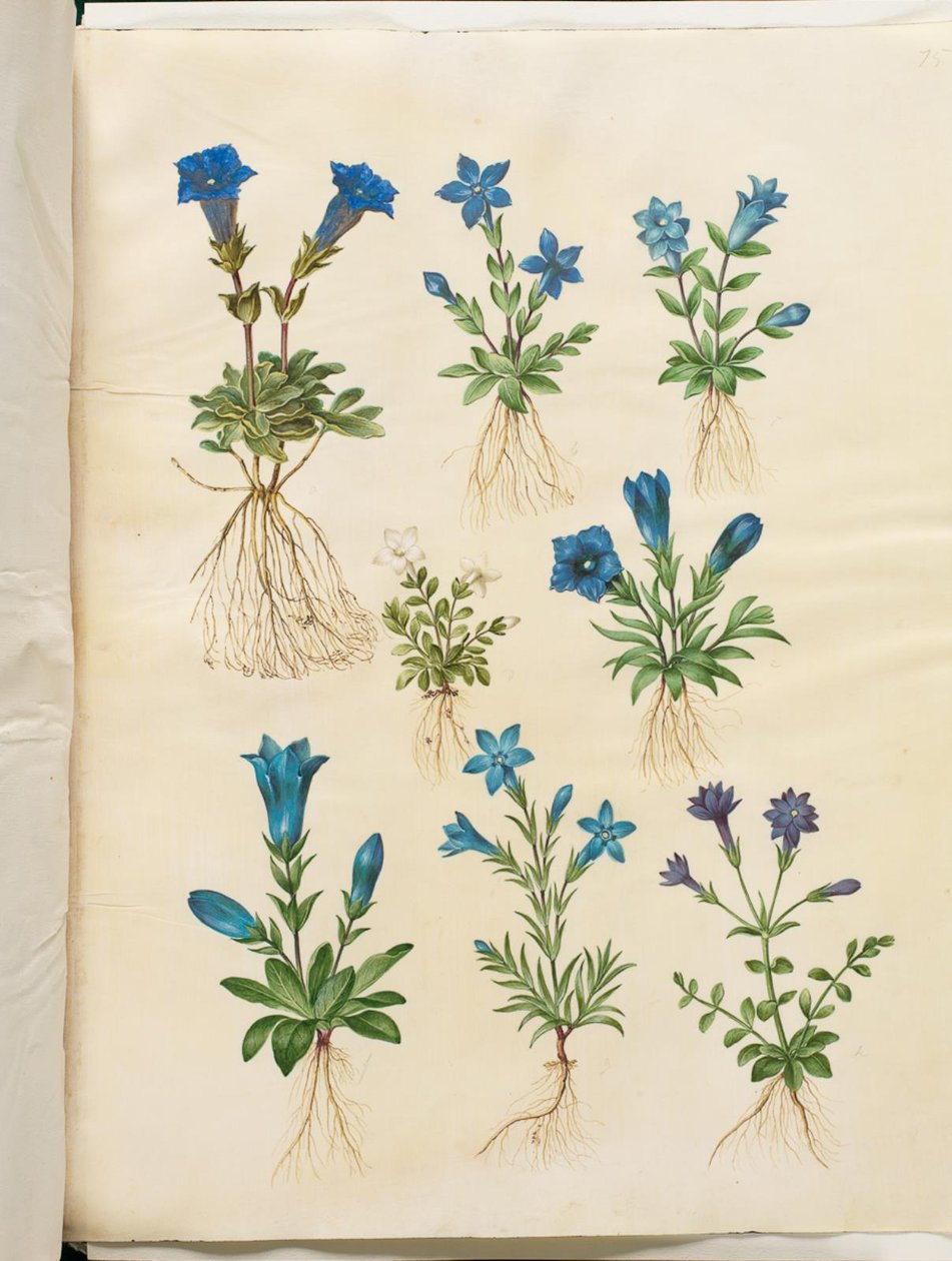 Gentiana acaulis (genciana sem haste); Gentiana verna (genciana da primavera); Gentiana acaulis (genciana sem haste); Genciana (espécie de genciana) de Hans Simon Holtzbecker