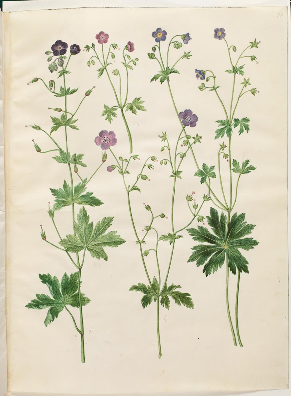 Geranium phaeum (bico de cegonha com coroa de ondas); Geranium sylvaticum (bico de cegonha de madeira) de Hans Simon Holtzbecker