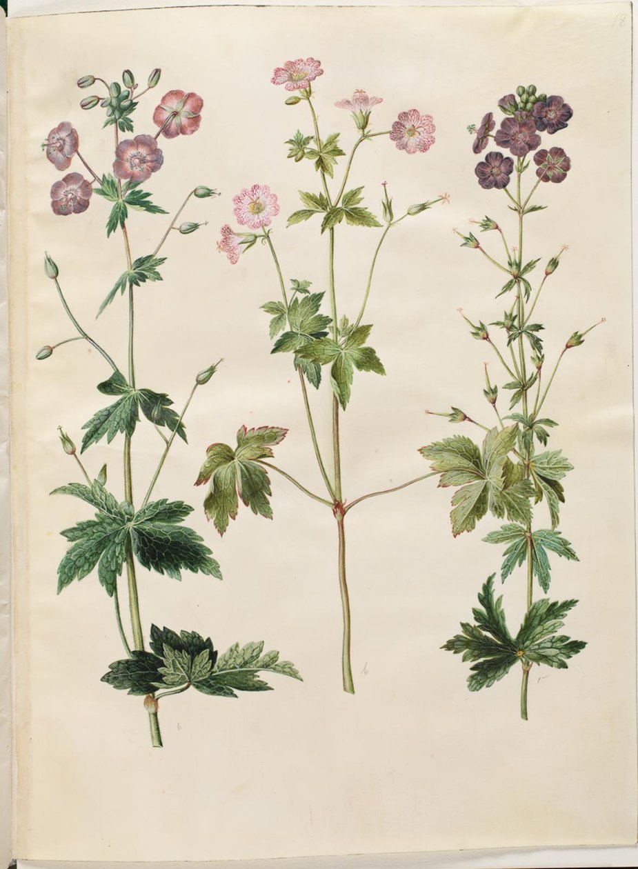 Geranium phaeum (bico de cegonha com coroa de ondas); Geranium versicolor (conta de cegonha líquida) de Hans Simon Holtzbecker