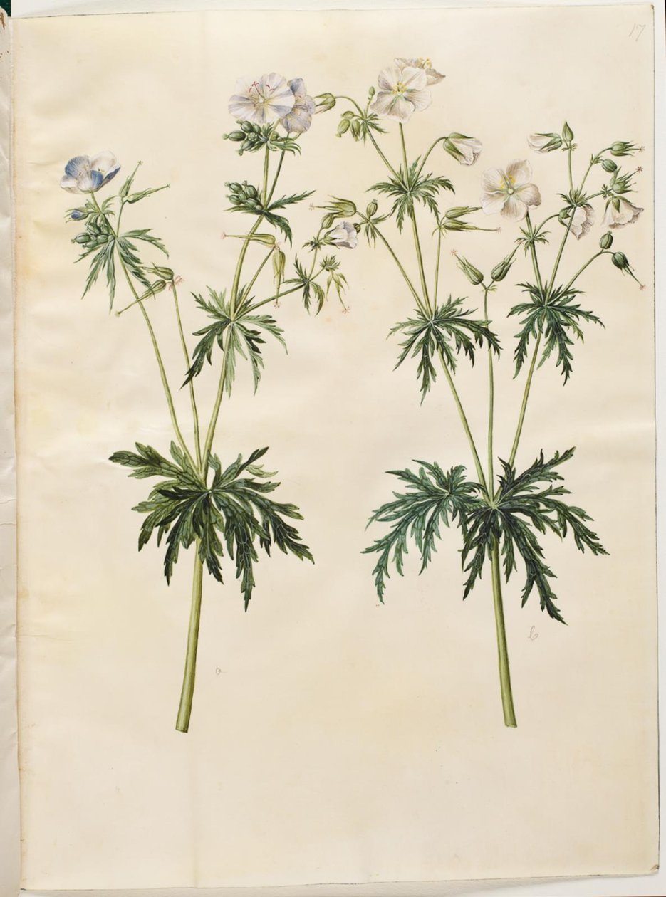 Geranium pratense (conta de cegonha do prado) de Hans Simon Holtzbecker
