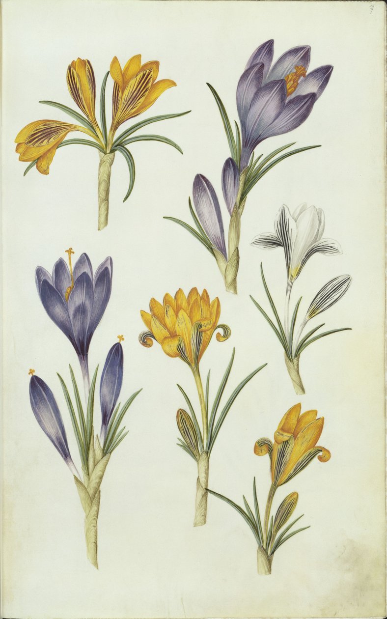 Alemão: Krokusse de Hans Simon Holtzbecker