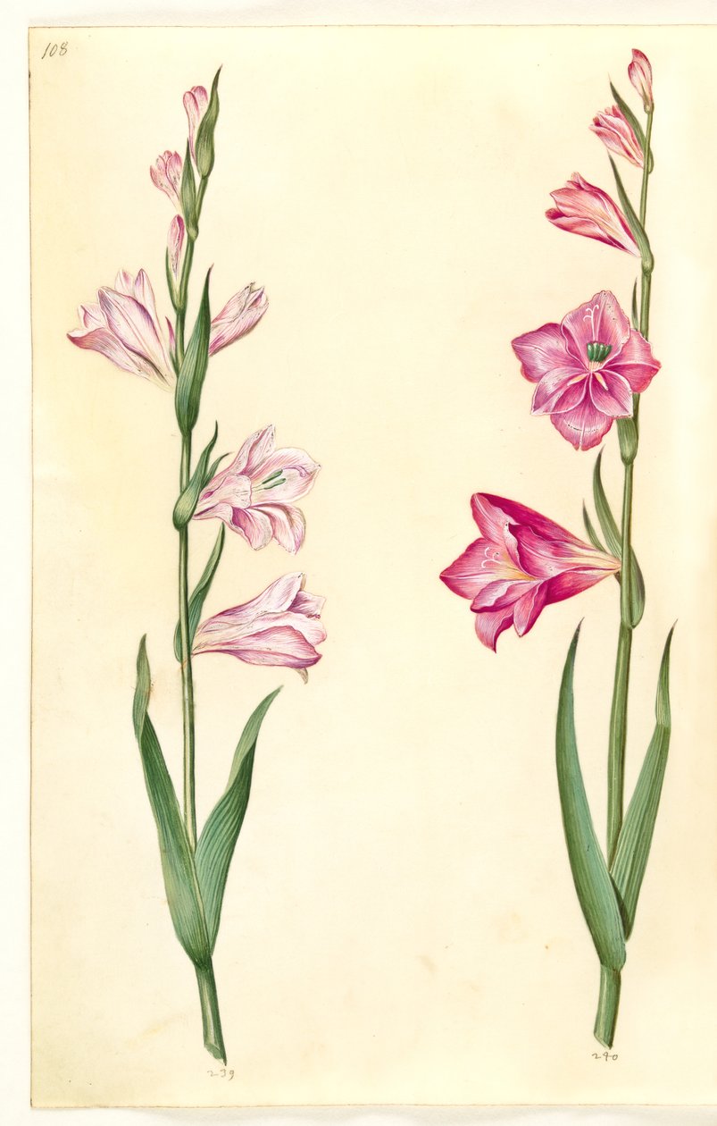 Gladiolus communis (gladíolo comum) de Hans Simon Holtzbecker