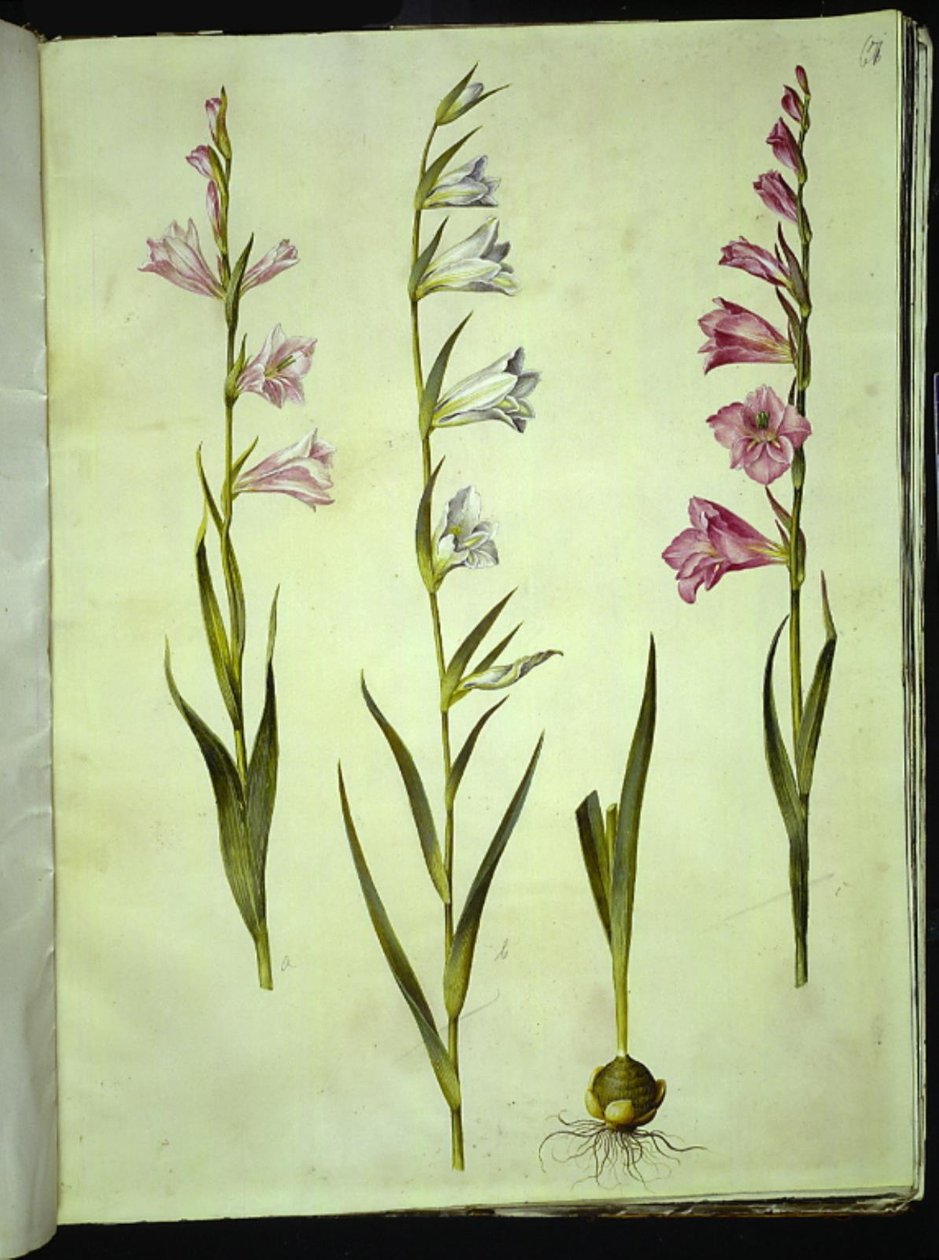 Gladiolus communis (gladíolo comum) de Hans Simon Holtzbecker