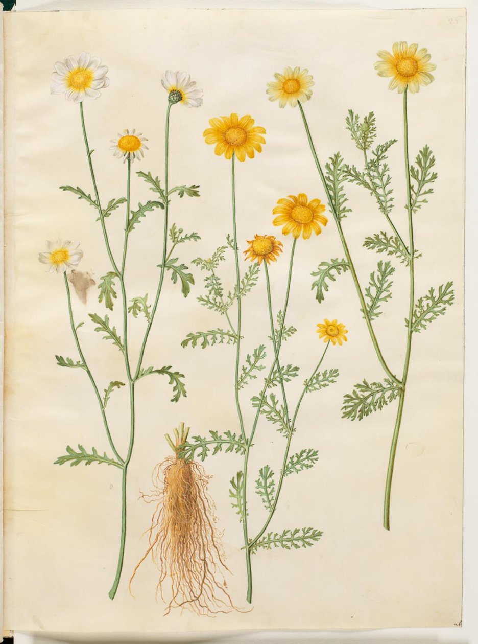 Glebionis coronaria (olho de boi da coroa) de Hans Simon Holtzbecker