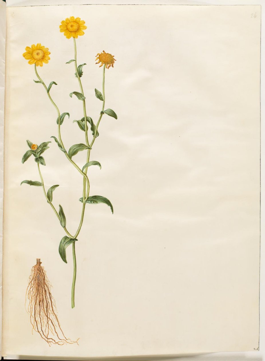 A colheita de Glebion (gul okseøje) de Hans Simon Holtzbecker